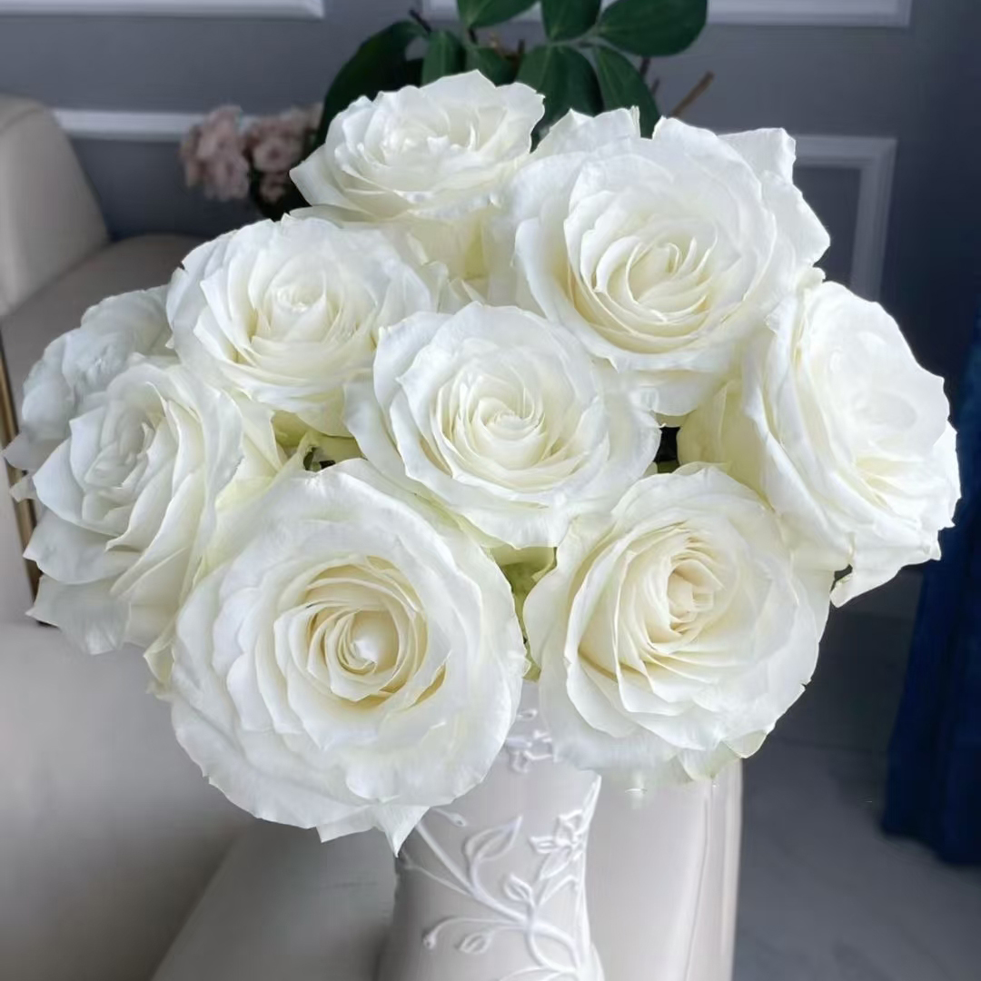 【白玫瑰】单头玫瑰新鲜鲜花花束云南鲜花基地直发适合客厅装饰