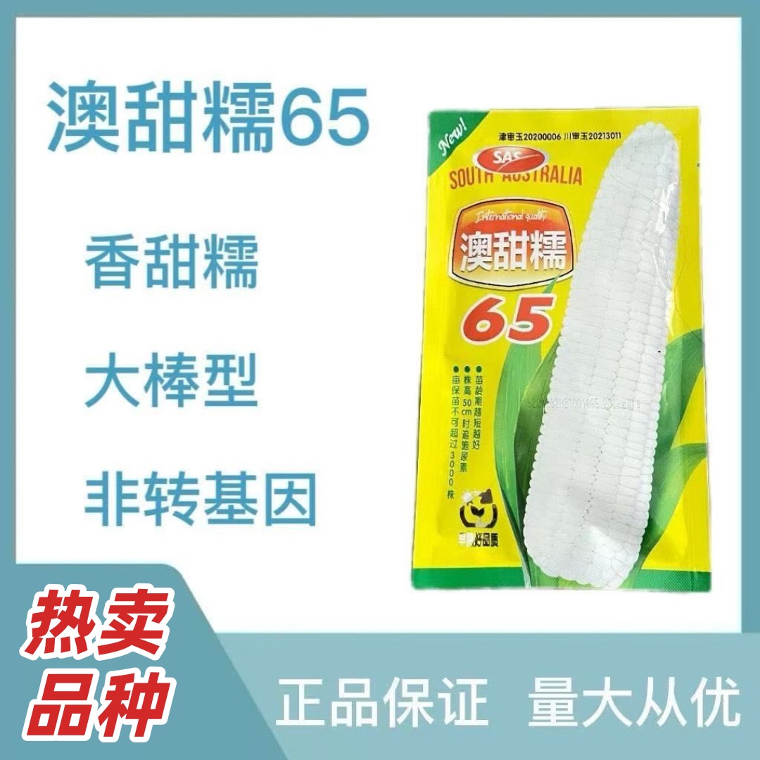 【早熟矮杆】澳甜糯65白甜糯玉米种子矮杆早熟品种