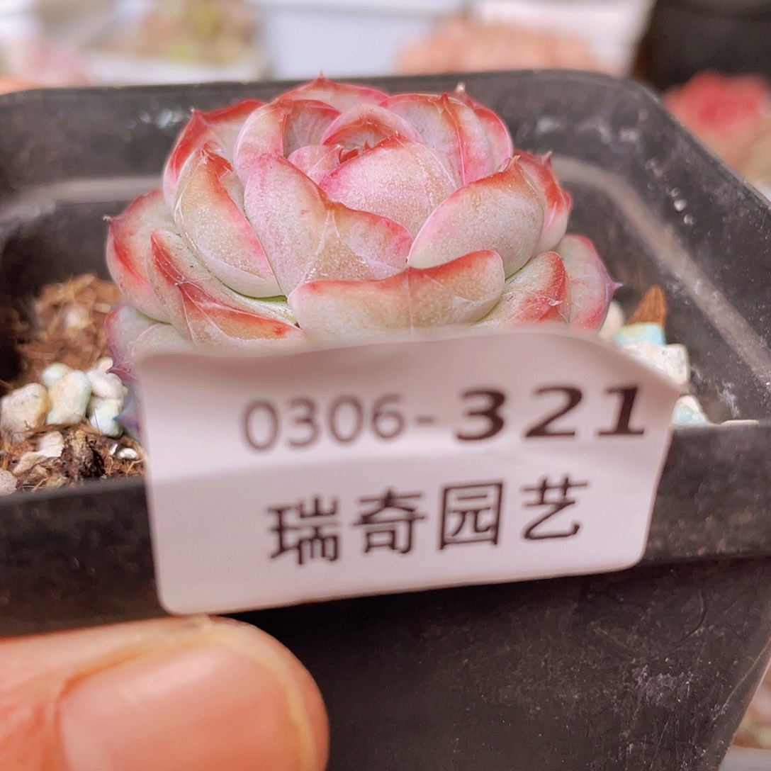 0000000000321量拍