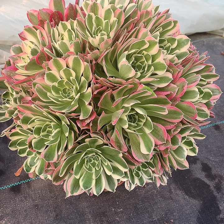 白凤法师图片多肉植物