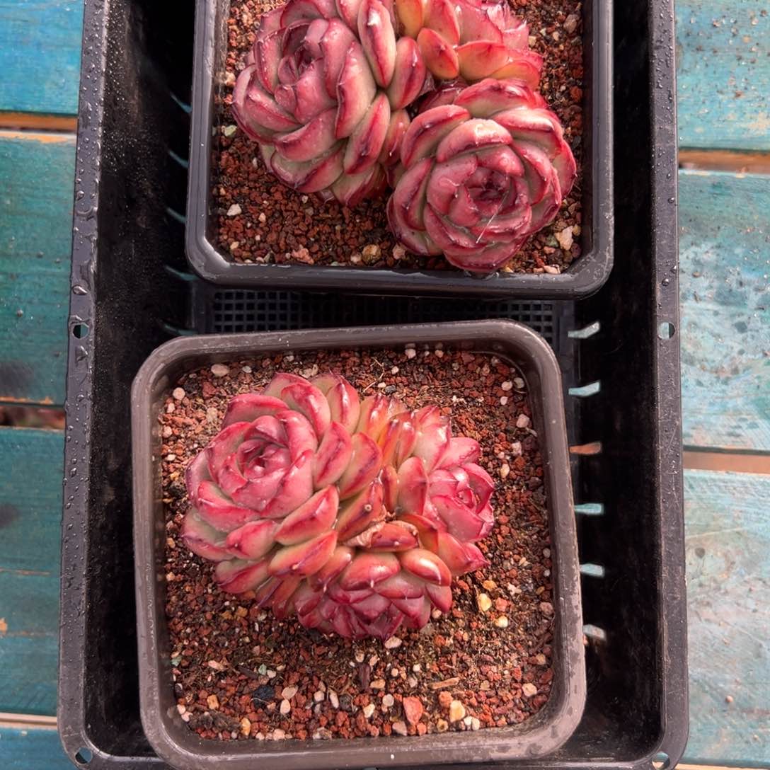 多肉一物一拍0124-39