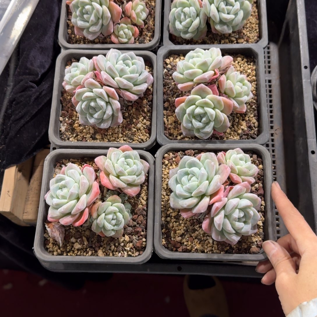 文***文脱土发6颗一起一物一拍93