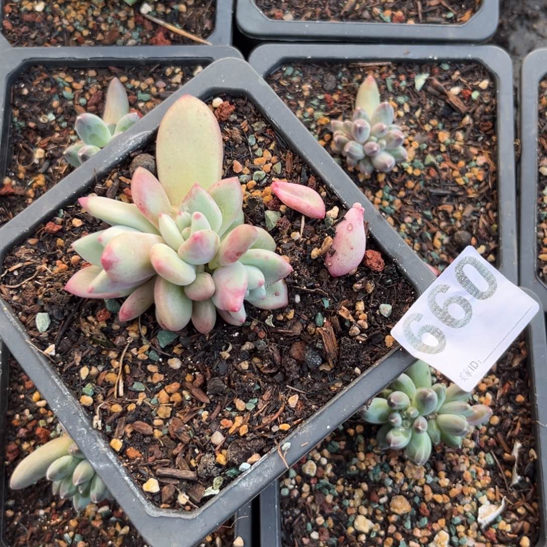 多肉植物赫本鲁斯660