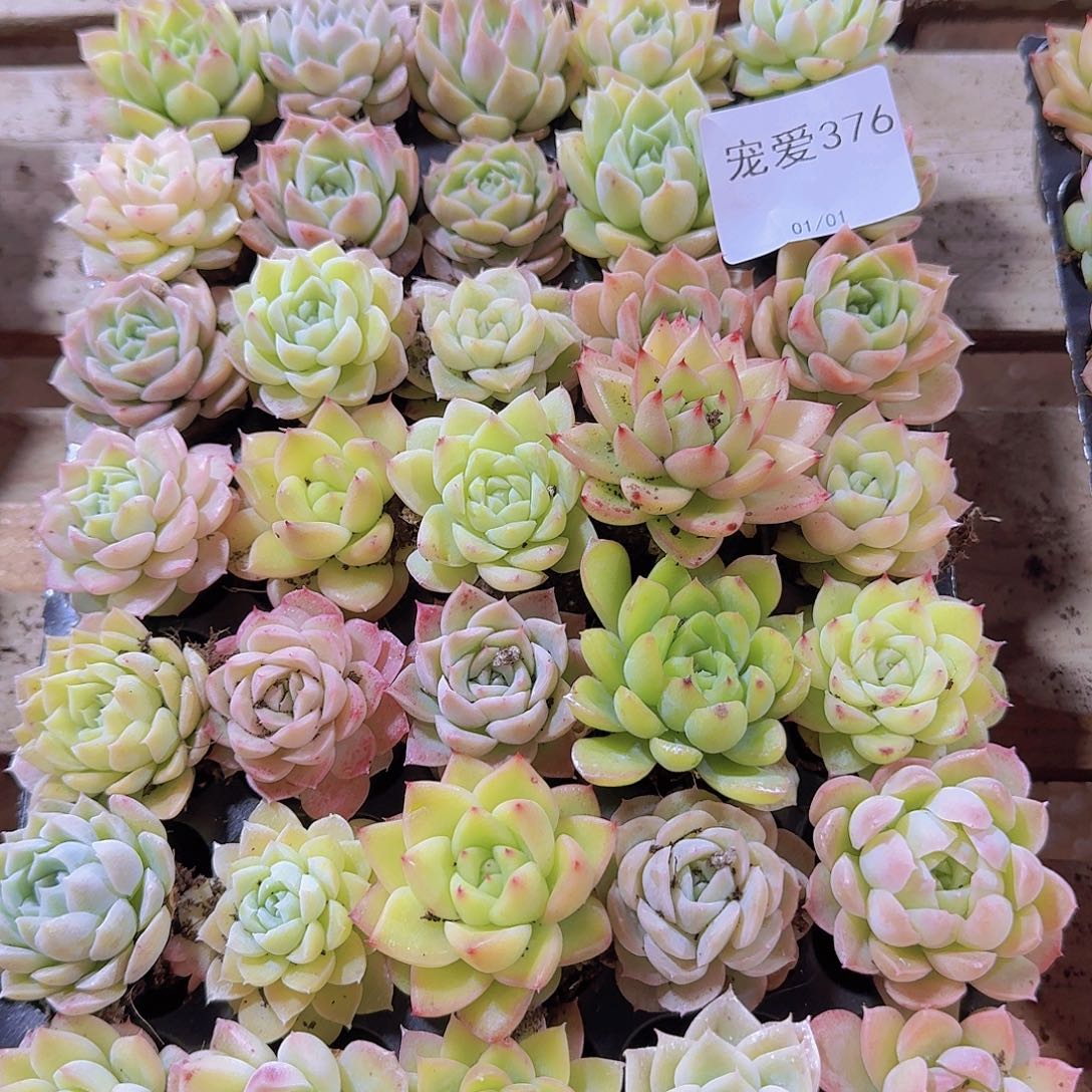 直播福利一物一拍376