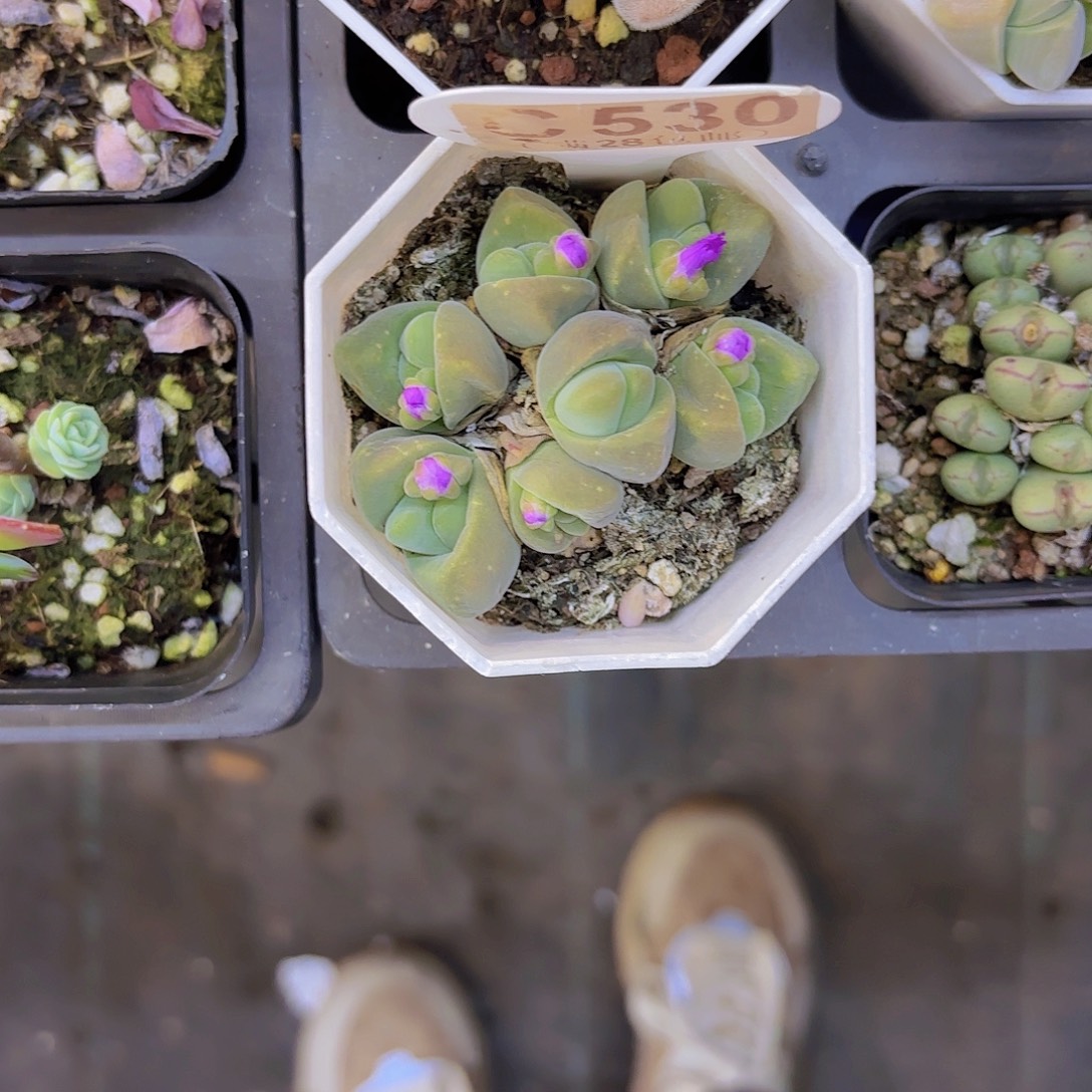 C530无比玉一物语拍