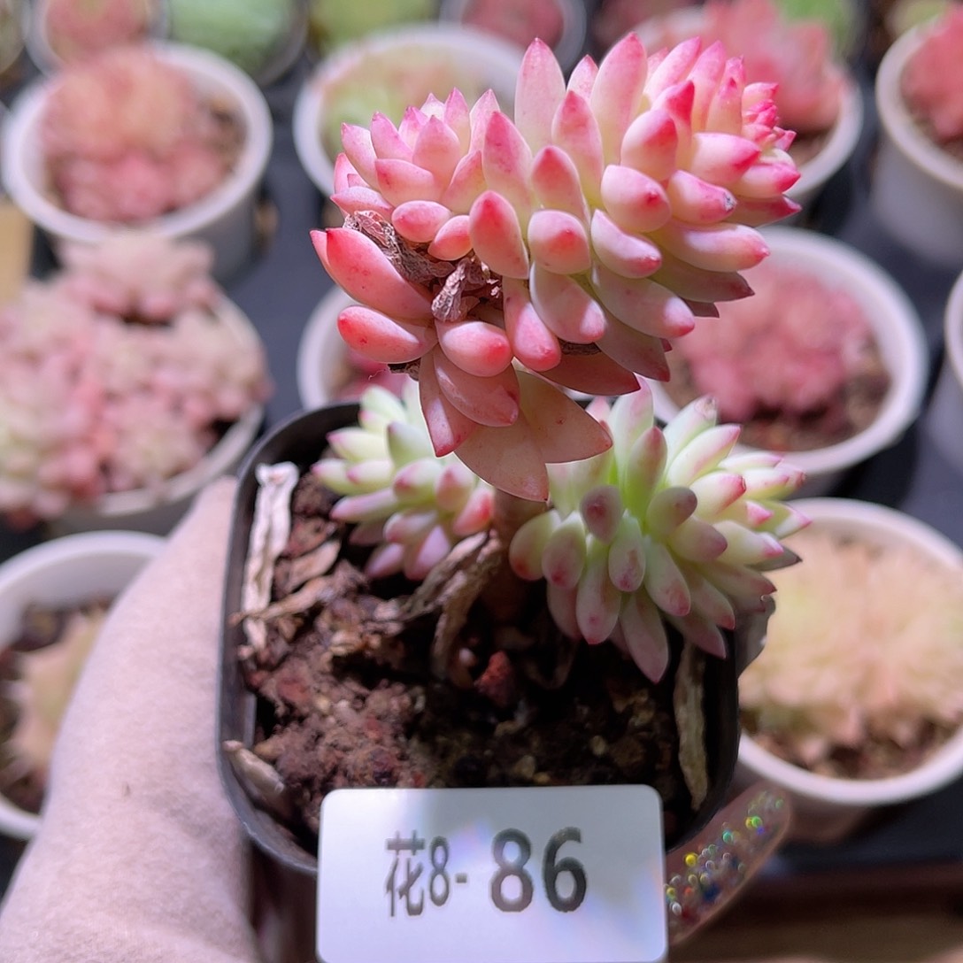 花利美8-86树冰群