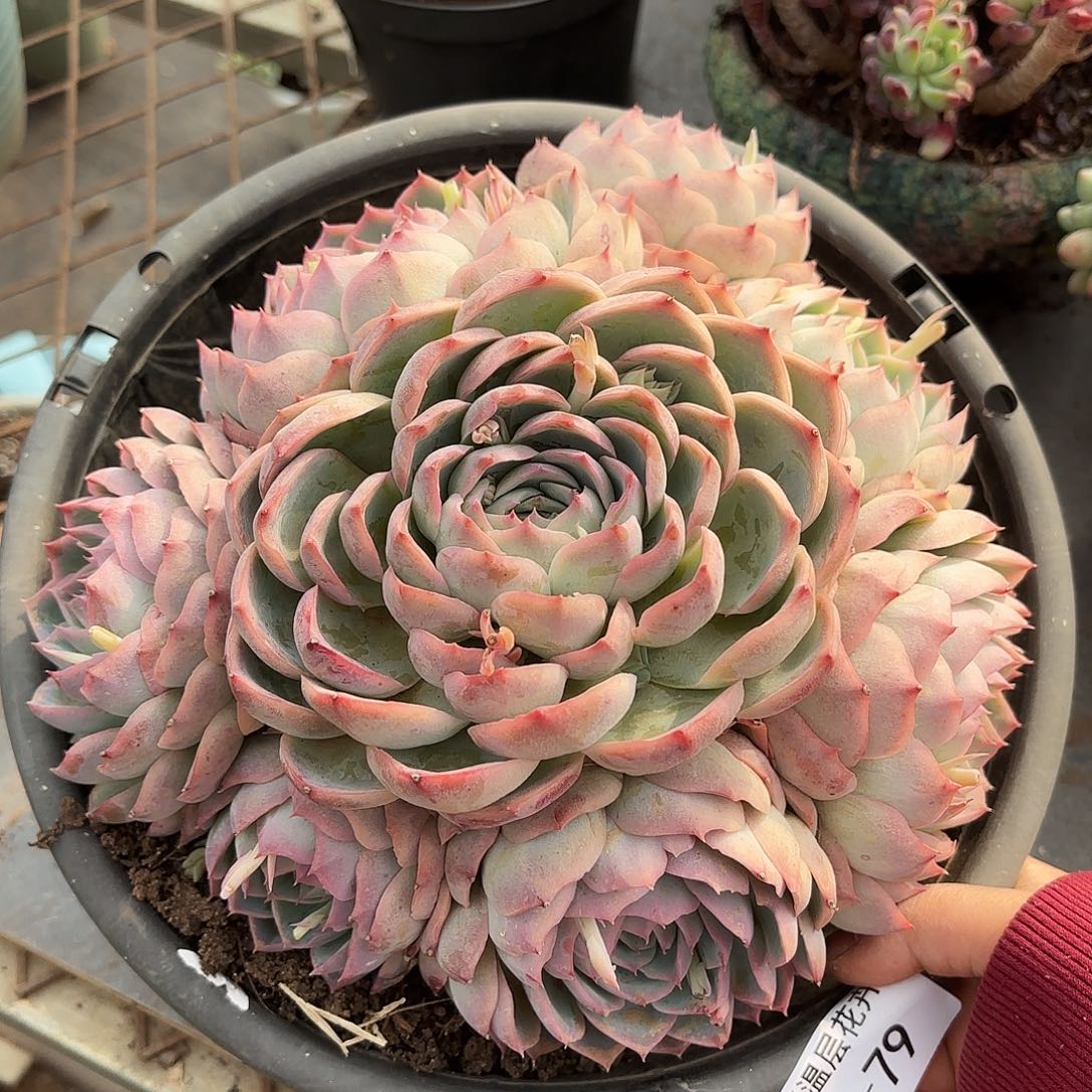 同温层多肉侧影79