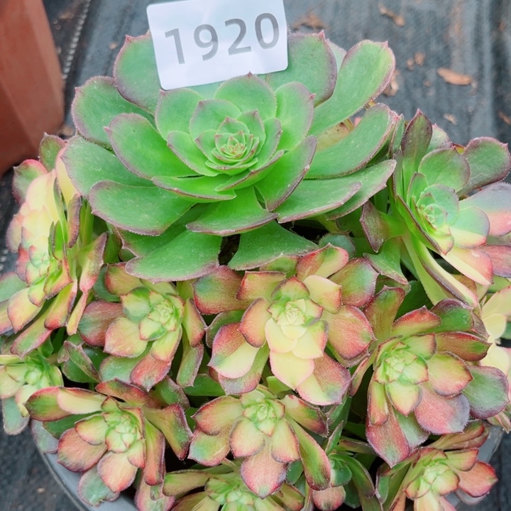 海王七彩特价多肉发货