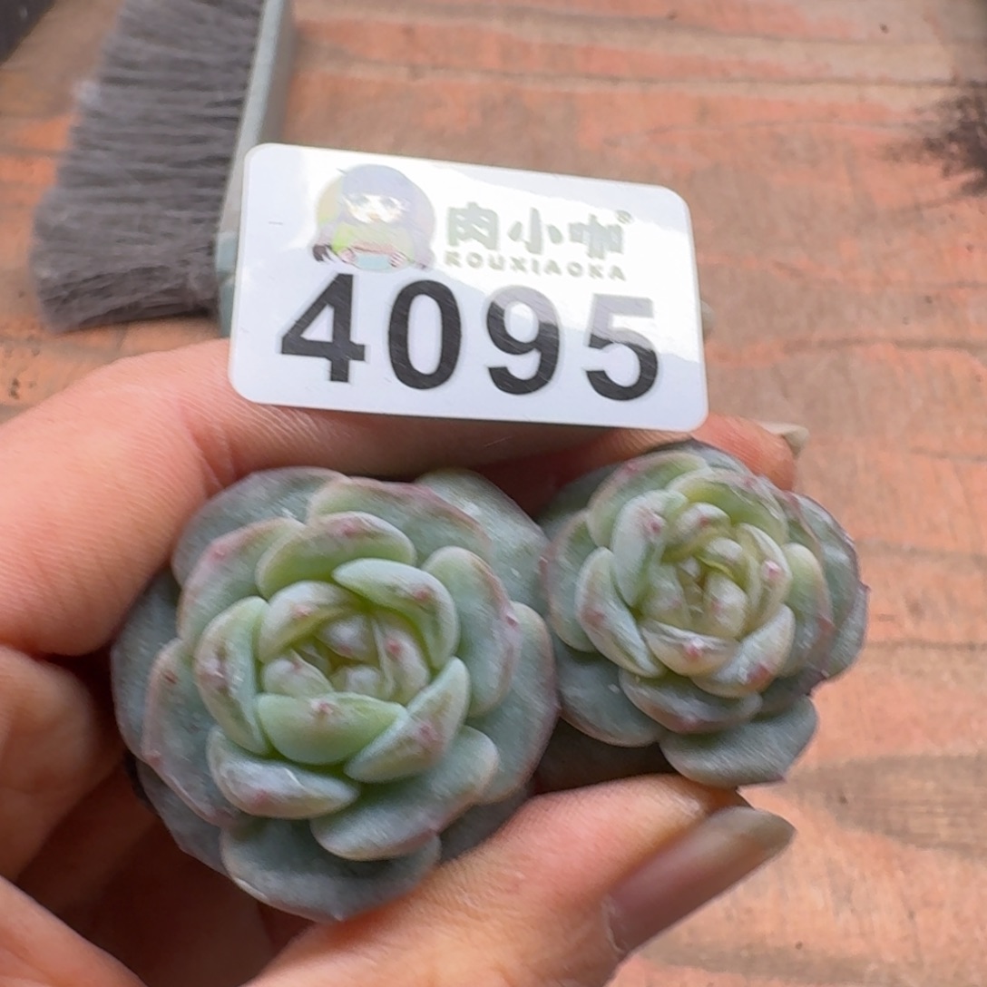 月***凉多肉植物多肉植物