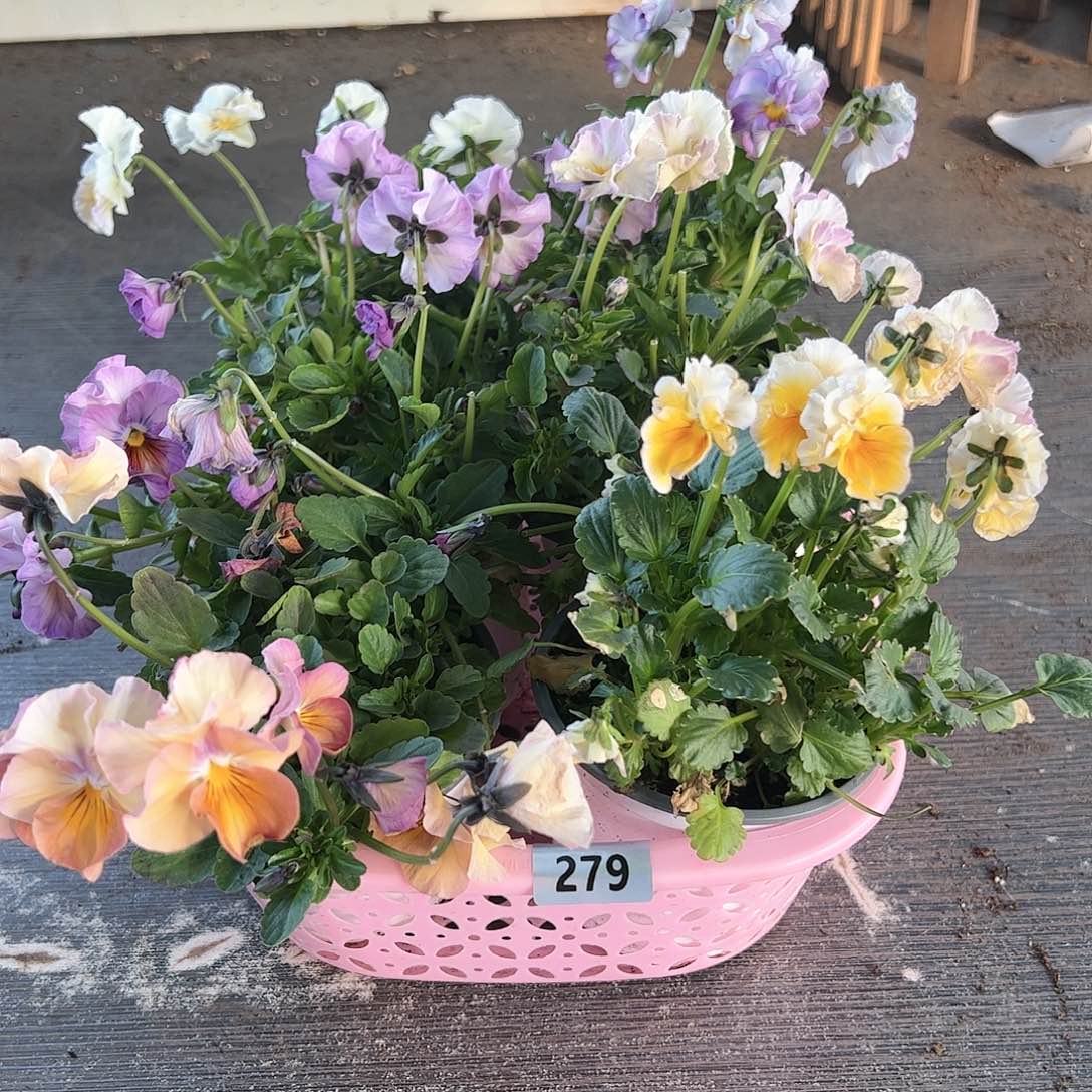 【闪购商品】279号