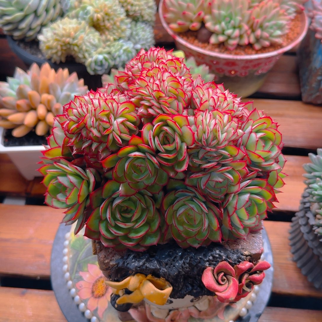 3721发货多肉111111111111