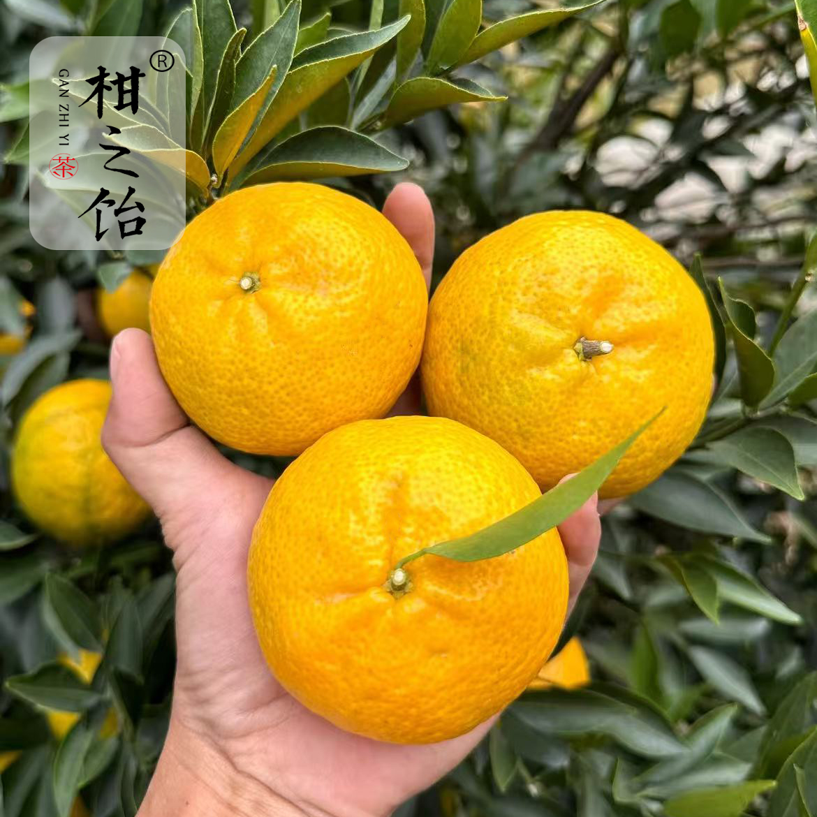 菲菲精选【冬至大红果】晒陈皮专用鲜果新会天马核心产区8年树龄