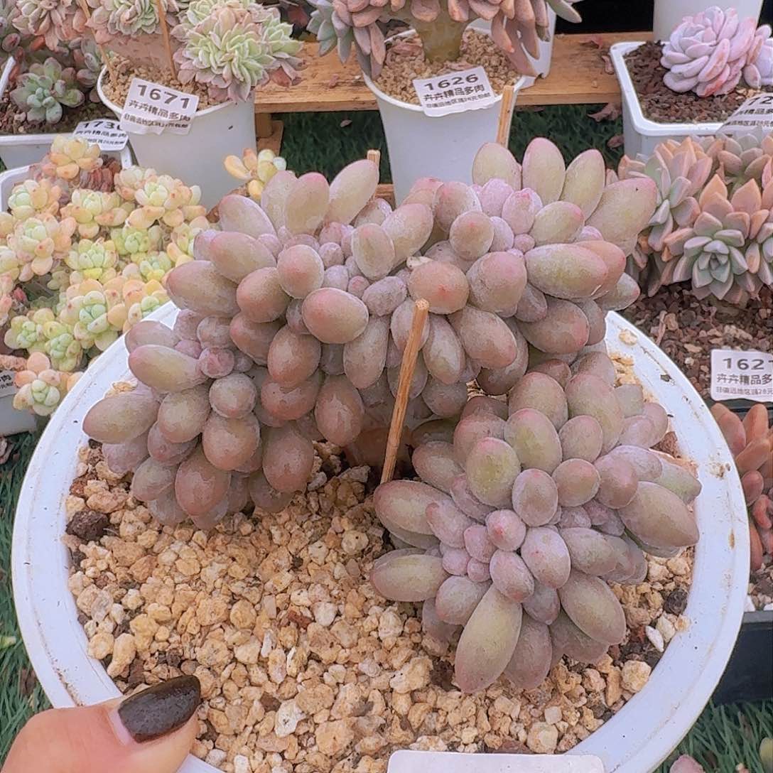 1601一物一拍（满28包邮）