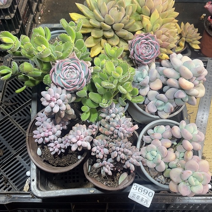 3690，整筐拍，微瑕，介意慎拍