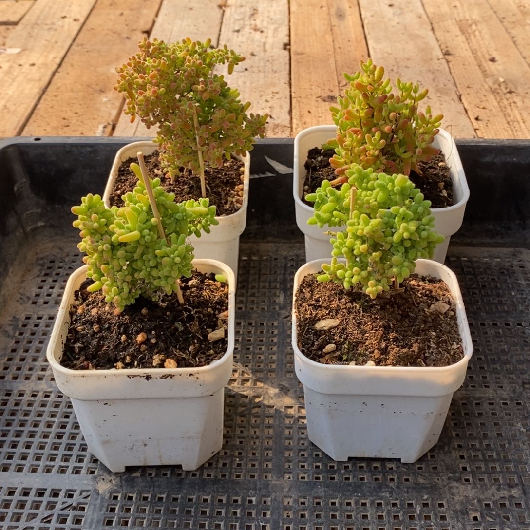 枝干番杏多肉植物583