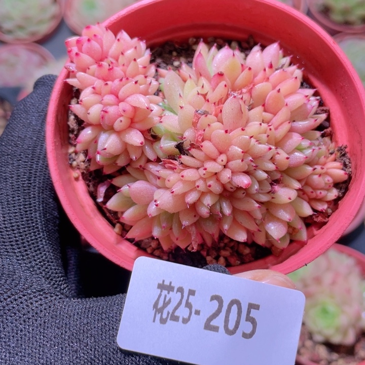 花利美25-205新品缀化