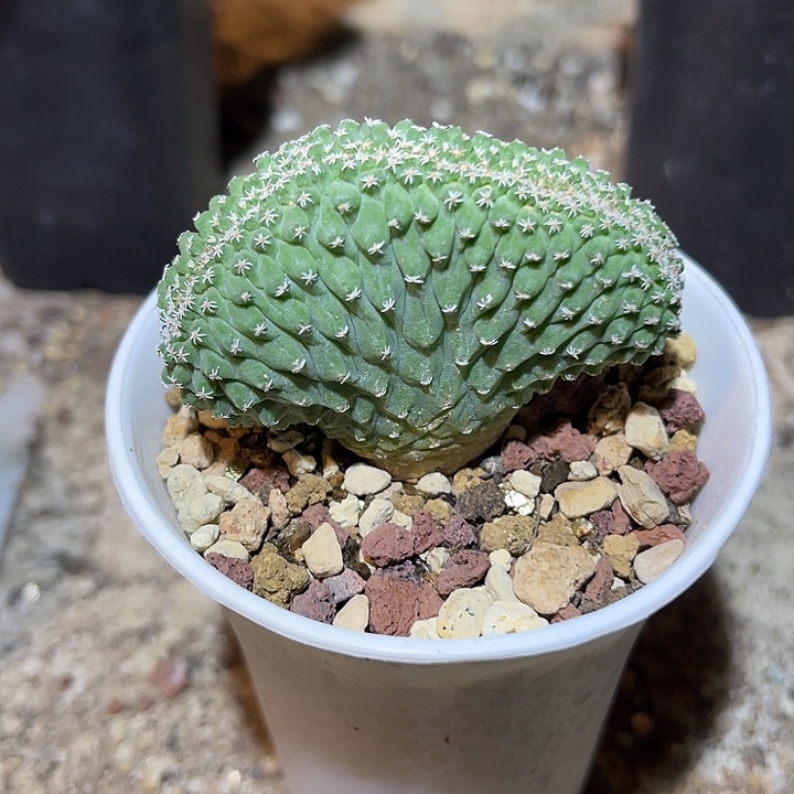 无花朵实生菊水缀化仙人球