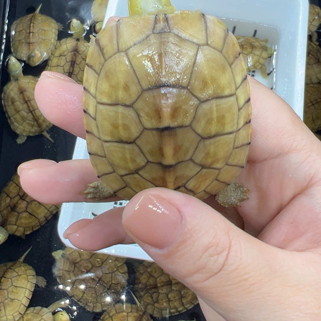小***马绿毛龟母三黄小青龟