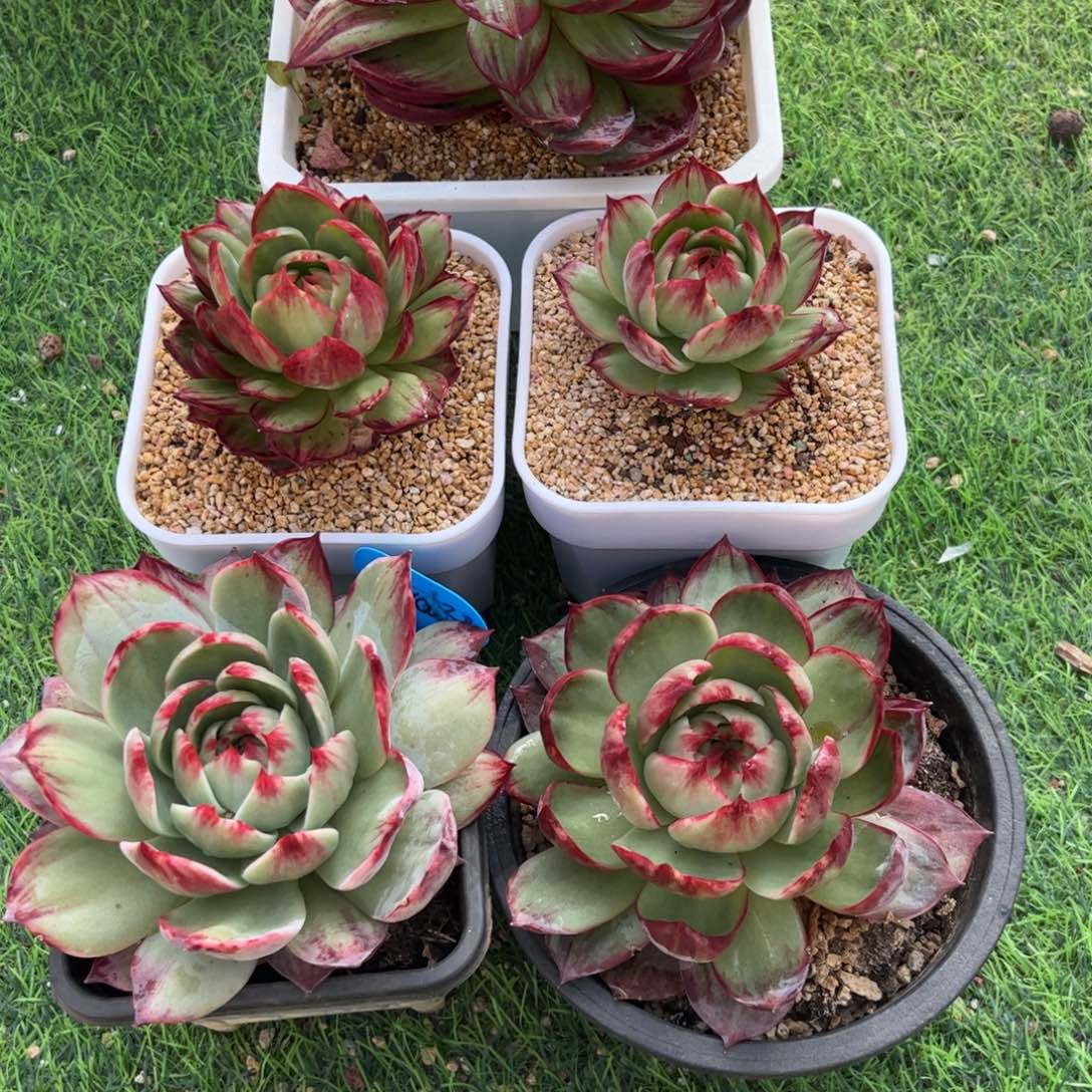 E***a惊鸿仙子一物一拍