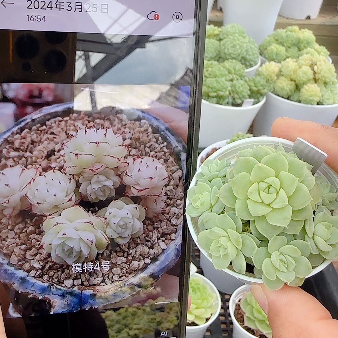 【闪购商品】0907-92（模特-4）