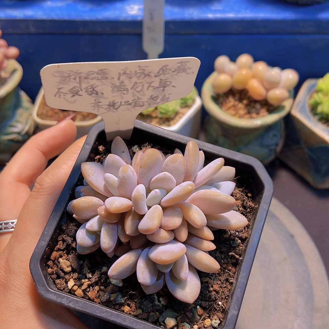 粉兔群，多肉植物，