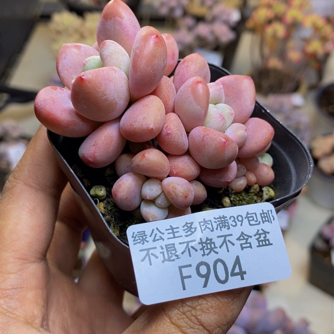 904樱花洛神多肉5c m