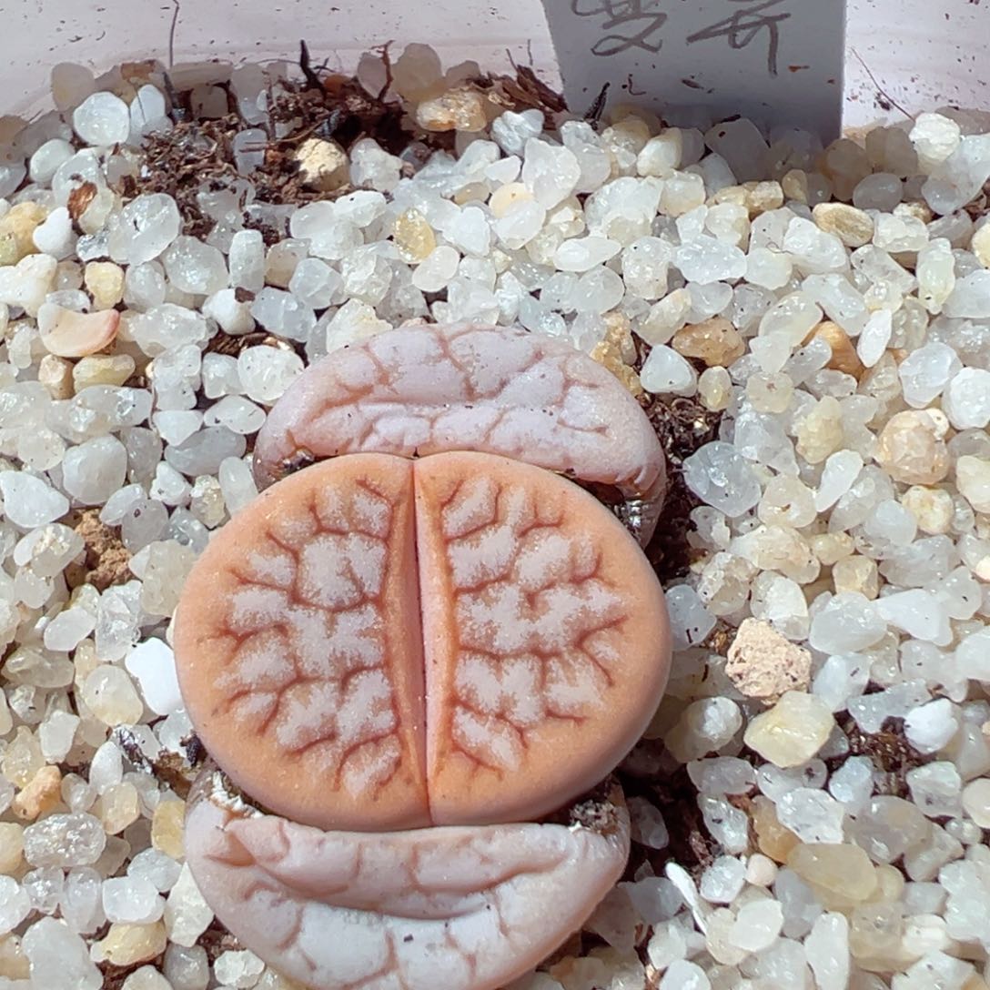 214-726多肉373变异