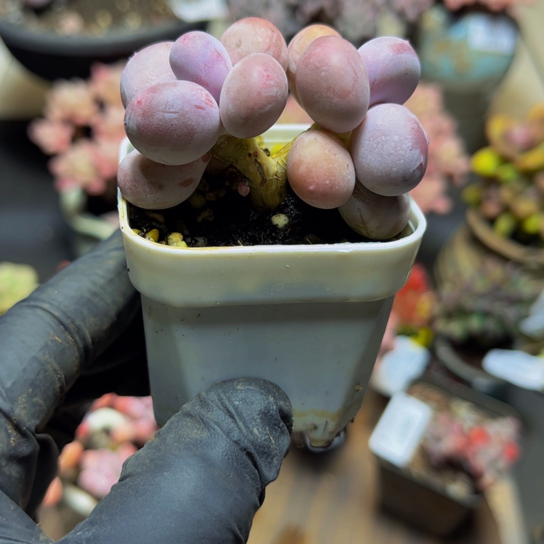 400小糖豆5厘米多肉