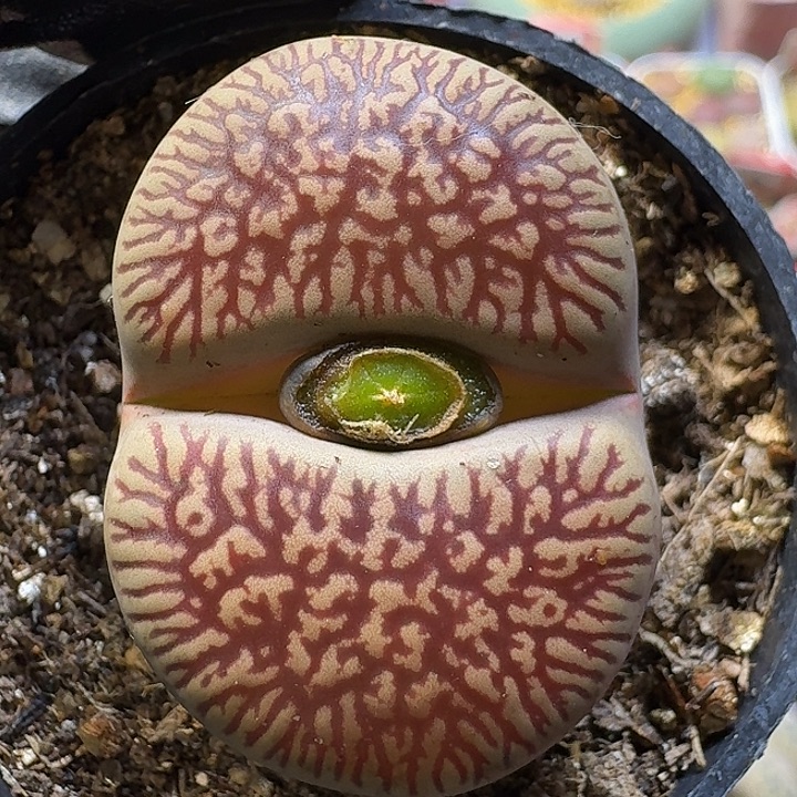 生石花1111122。  208