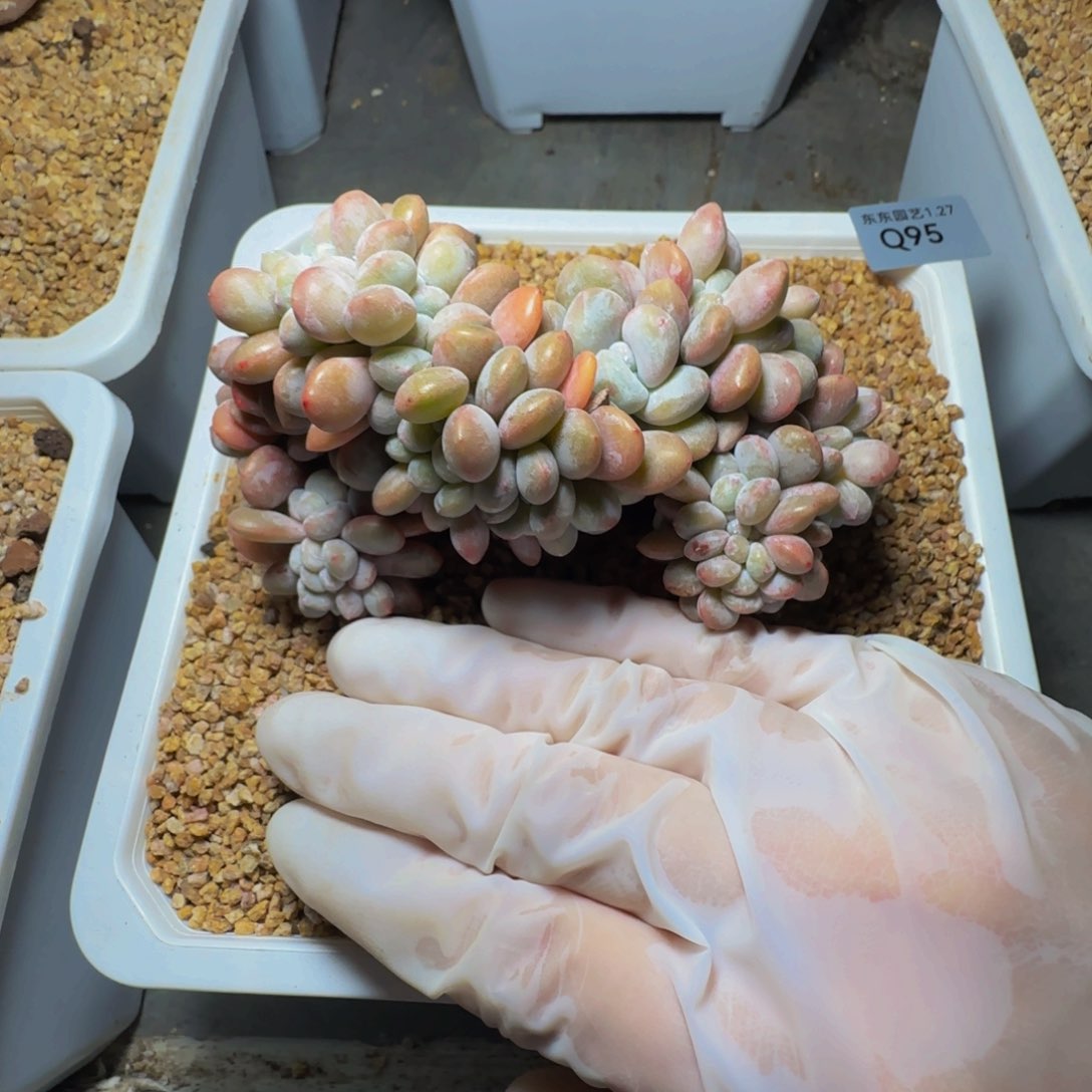 q q q q q q q q 95