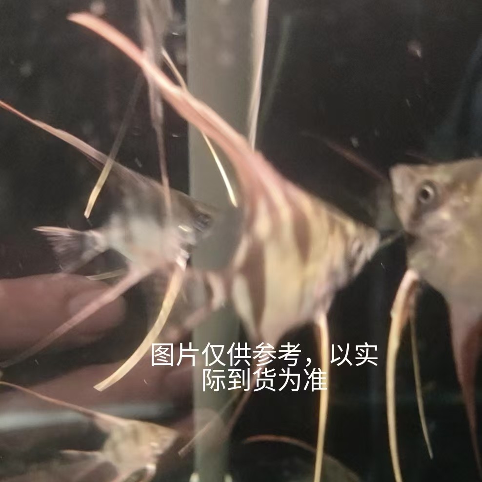 【偏远地区入缸不售后】埃及神仙鱼南美热带观赏鱼