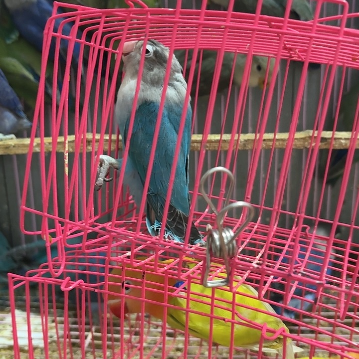 懂***桃脸牡丹鹦鹉脚瑕疵一只