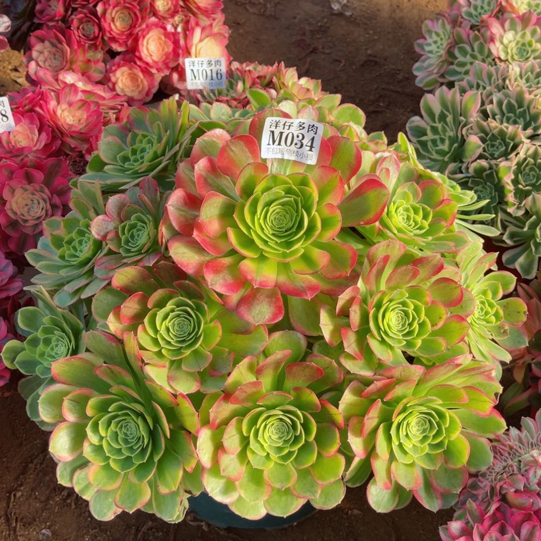 034奶白 冠幅45左右