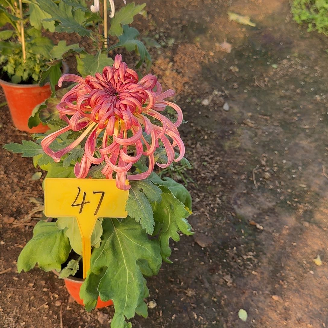 西***屋大部分花苞少量开放47八十宴