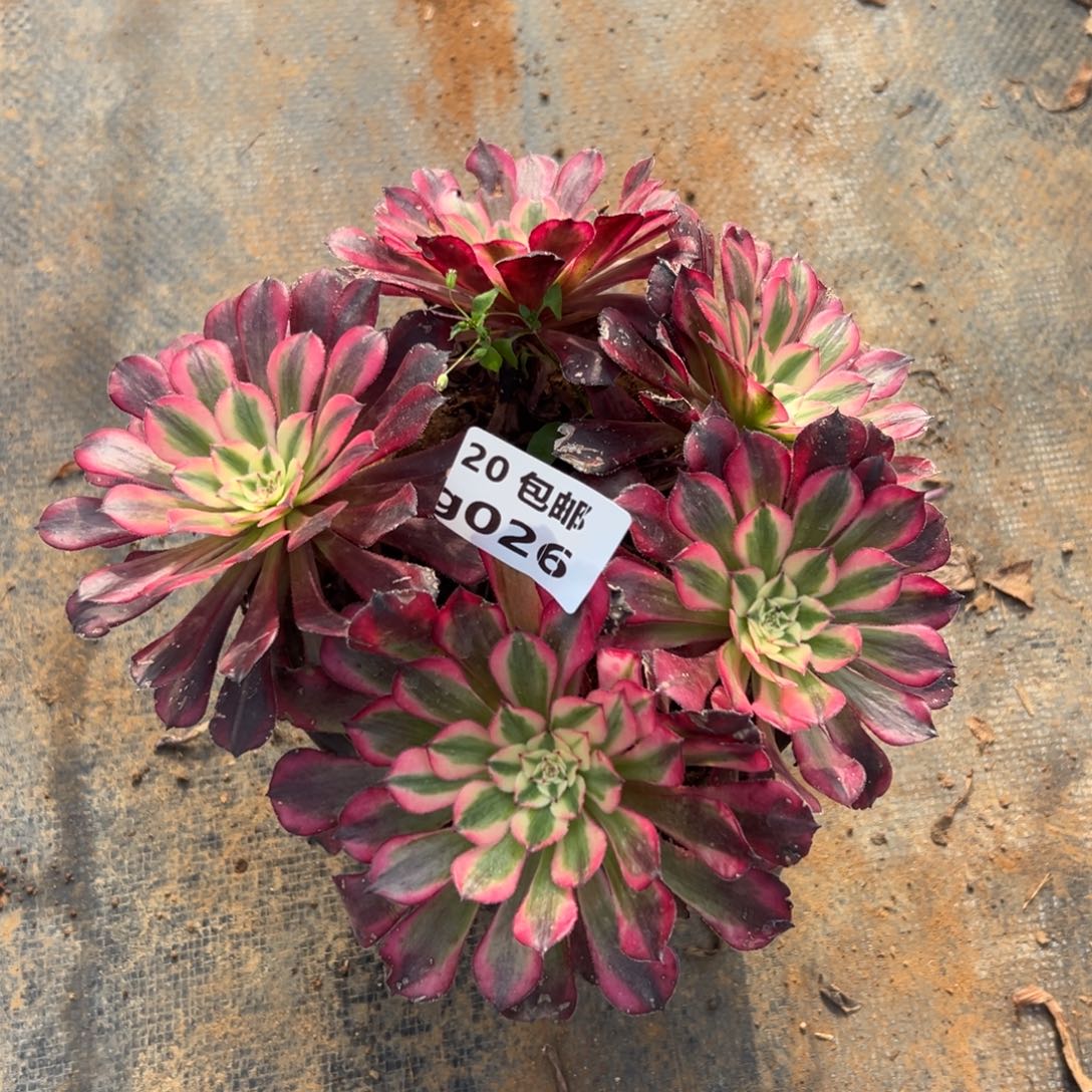 026红铜白，满20包邮嘟叮熊福利，