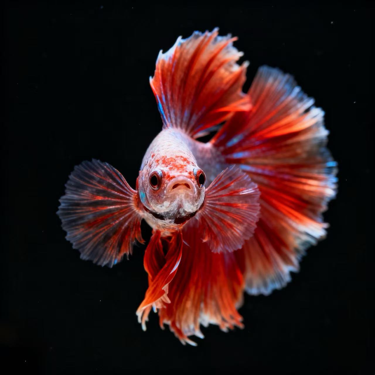 45-64好养耐活懒人宠物泰国斗鱼精品淡水热带观赏鱼（直播间选鱼）