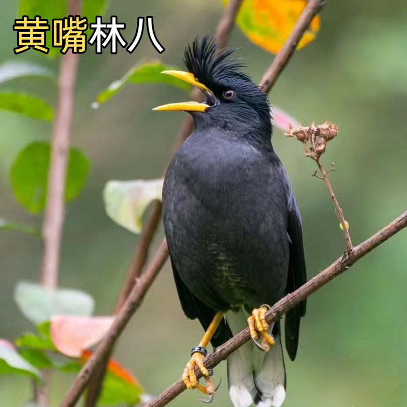 林八玄风鹦鹉活体宠物观赏能学说话