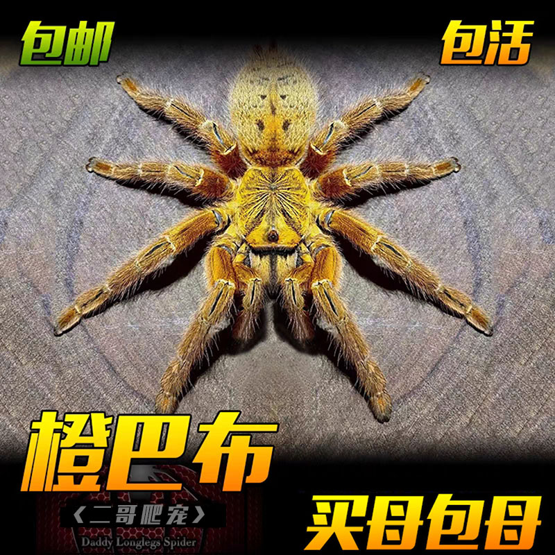 C8蜘蛛烈阳橙巴布宠物活体黄金橙色好养非洲橙巴布爬宠蜘蛛宠物