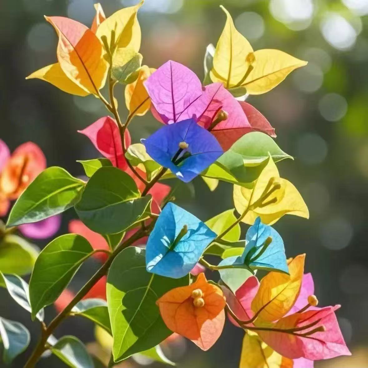 【绿茵】粉色三角梅