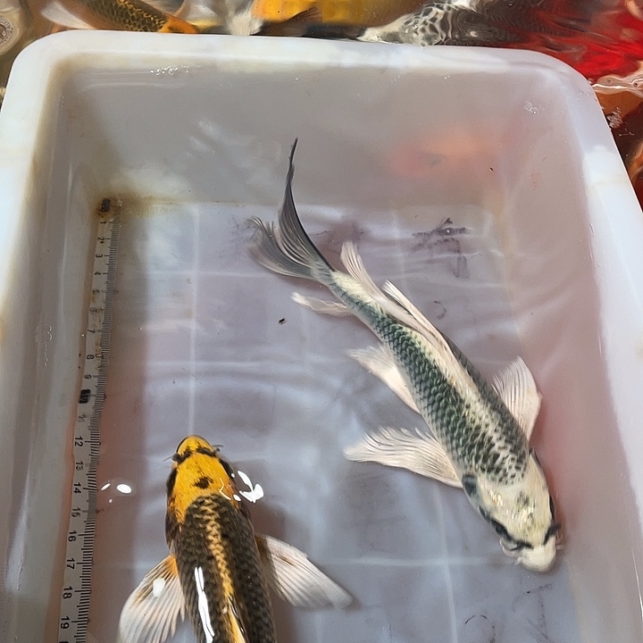 蝴蝶鲤鱼渔场直发180