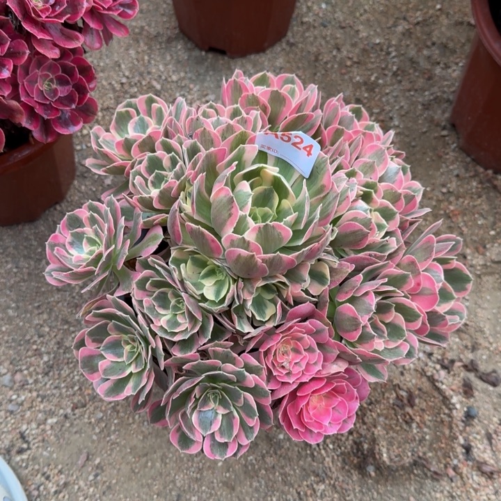 无花朵初恋524多肉植物