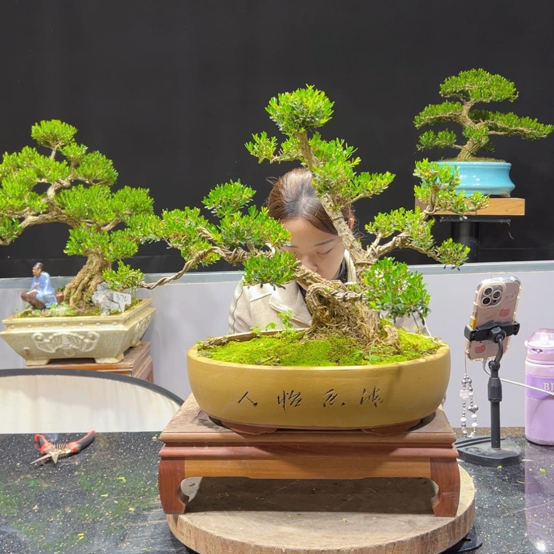 四季常青老桩黄杨盆景