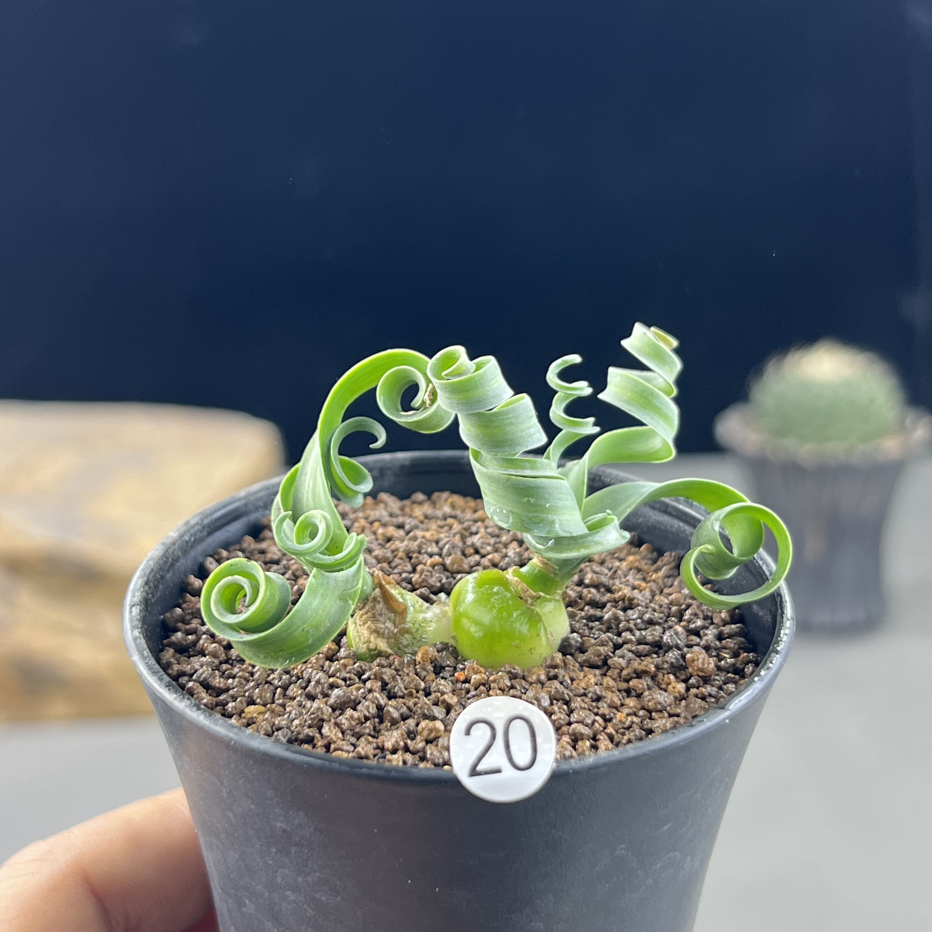 宽叶弹簧草优选特卷一物一拍20