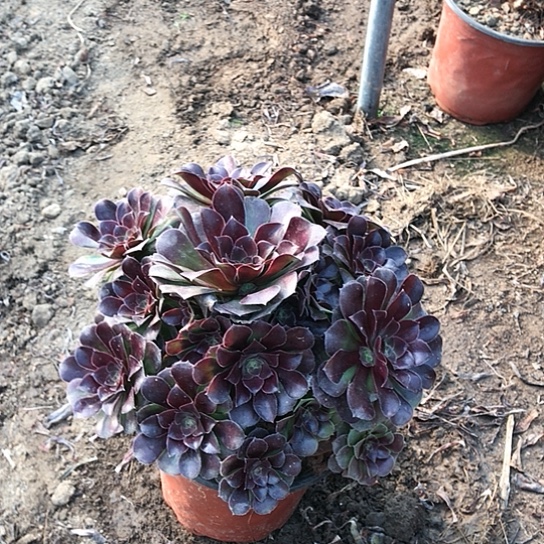 王***士荷兰玫瑰法师000000013