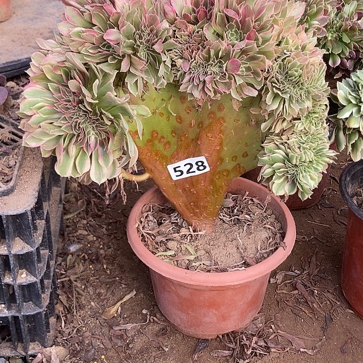 528女神缀化老板子法师