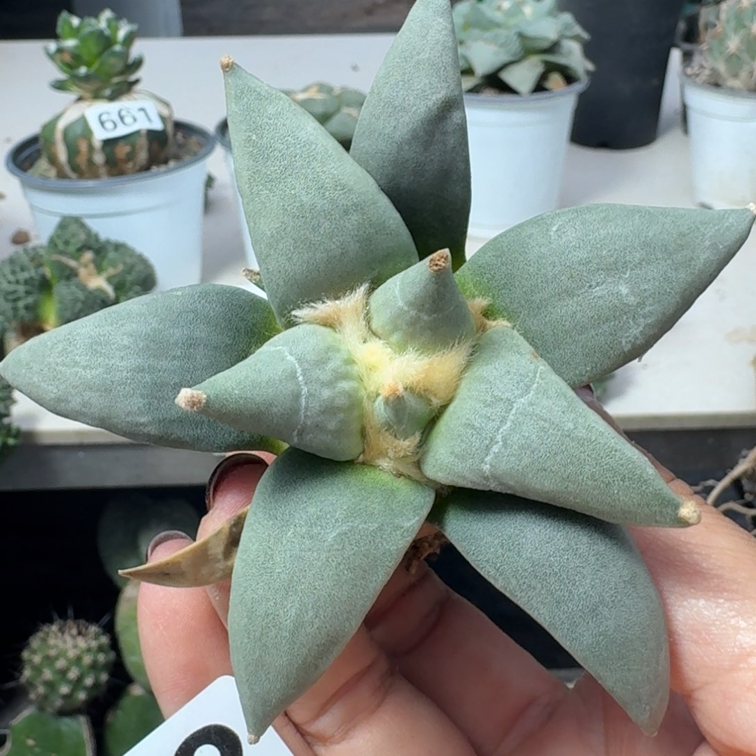 【闪购商品】无花朵✨**子实生青瓷032