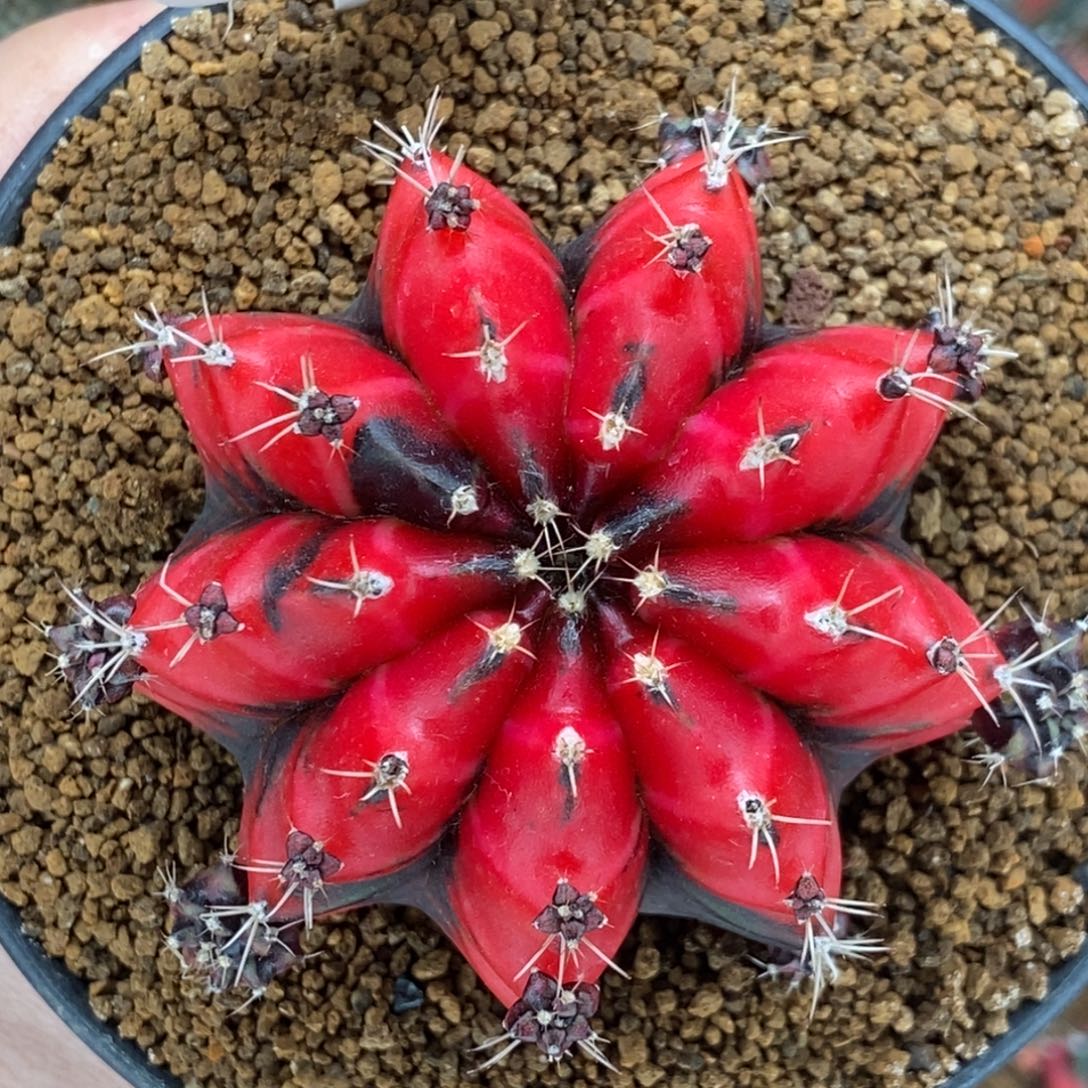 血腥玛丽00000000030