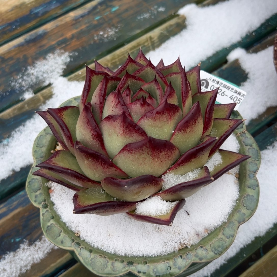 多肉一物一拍0126-405