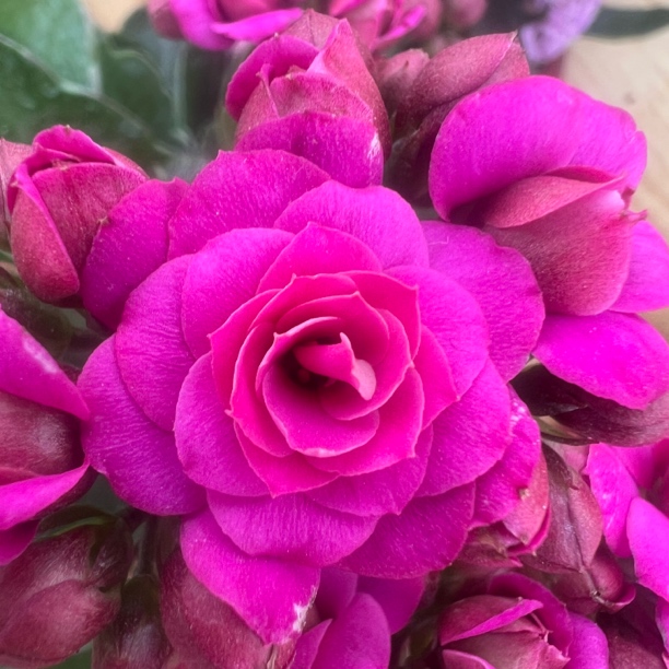 长寿花园～【紫皇后】大花稀有品种 110盆