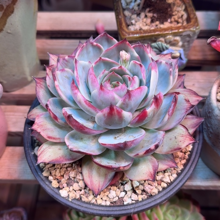 拉丝外翻惊鸿多肉植物ftdhhjyfg